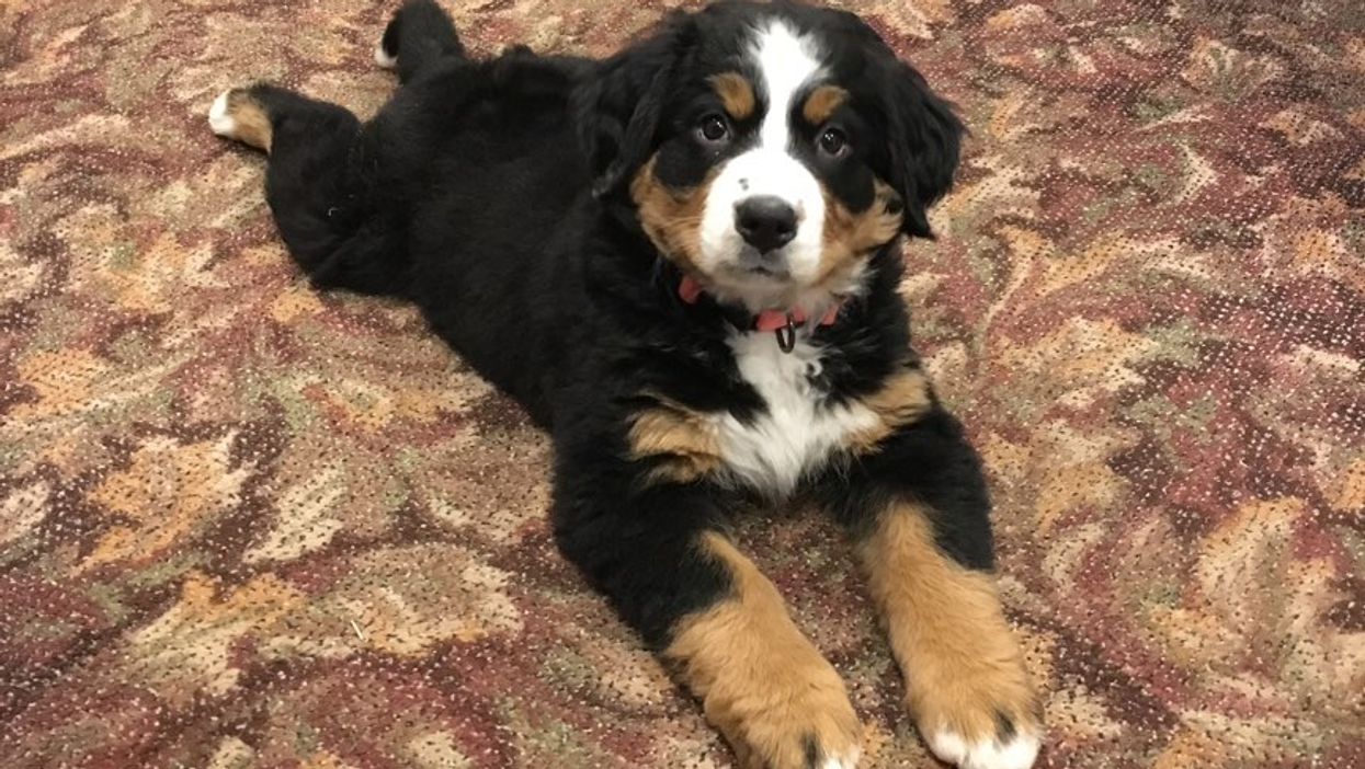 North Carolina funeral home brings in grief therapy dog to help comfort grieving families