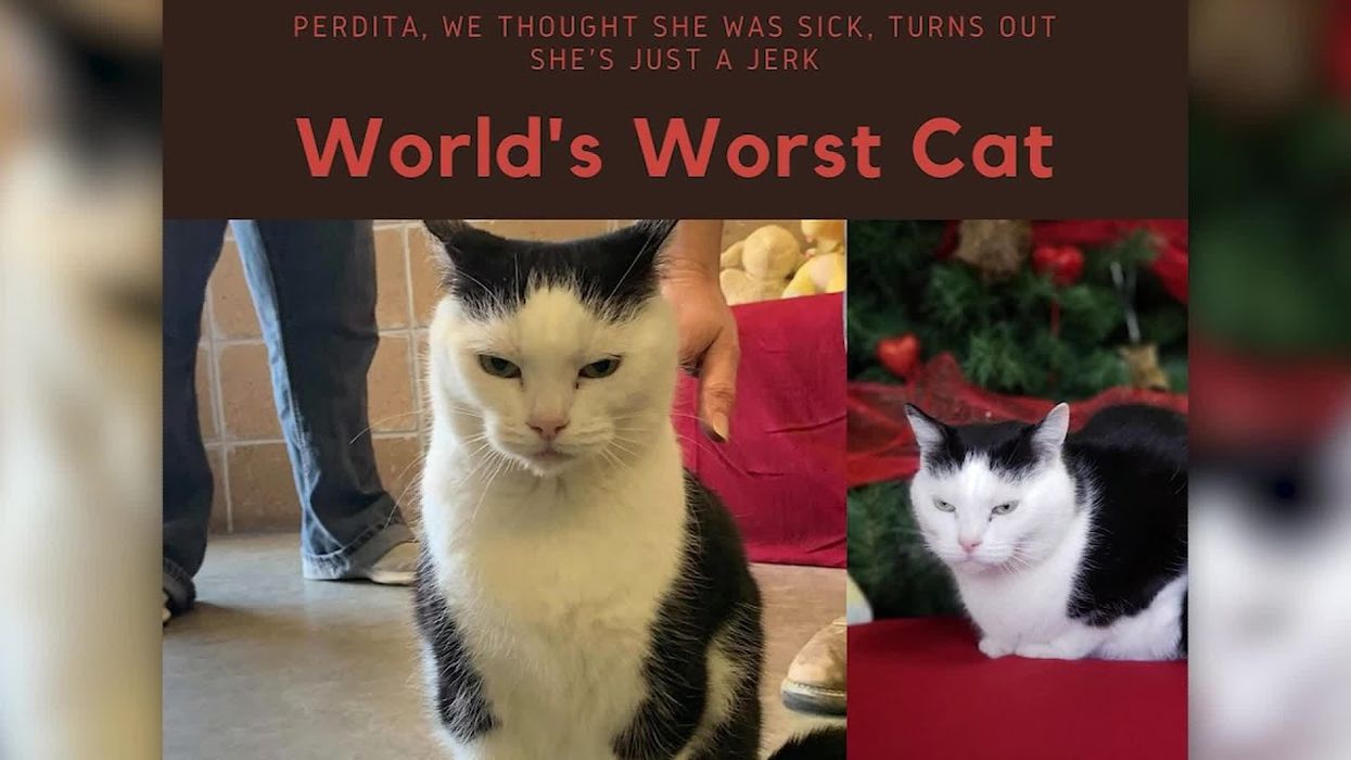 The 'World's Worst Cat' is up for adoption at North Carolina shelter