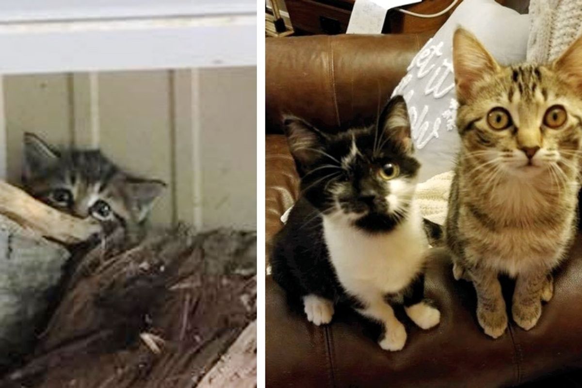 Shy Kitten Who Hid in Woodpile, Finds Courage with Help from One-eyed Cat
