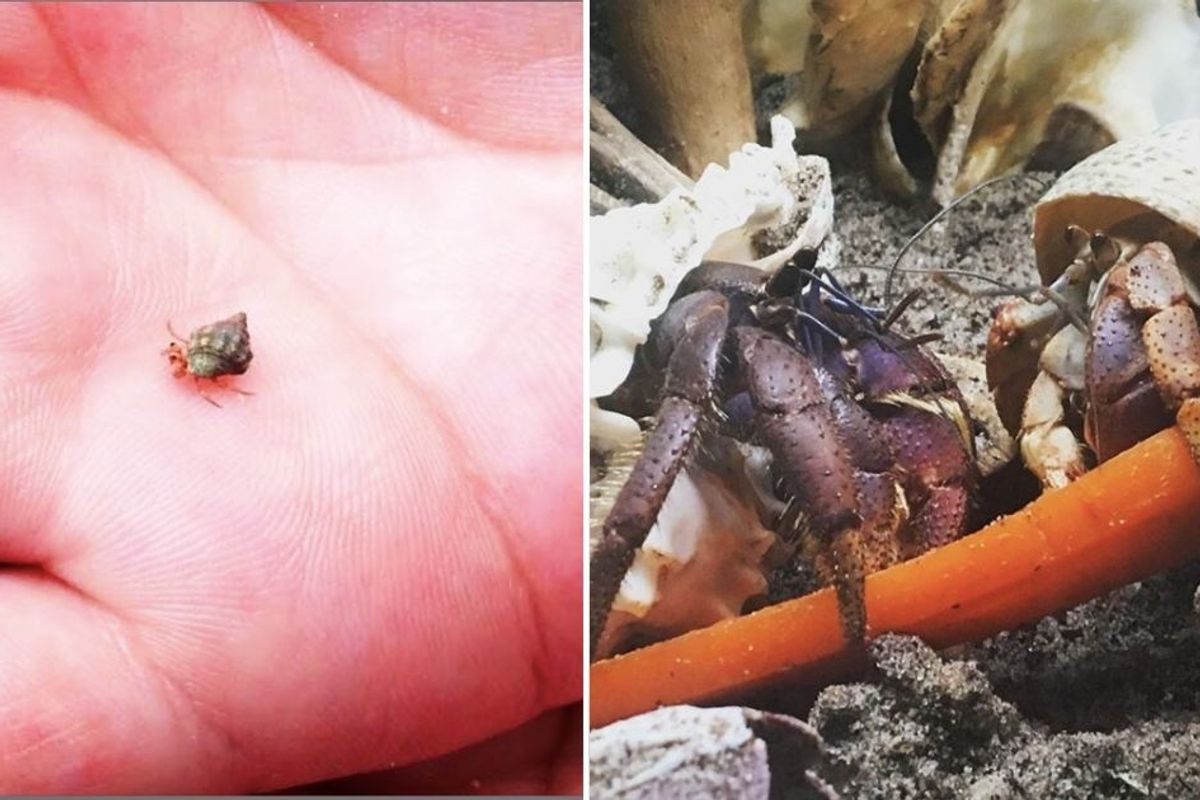I never imagined becoming a 'hermit crab rescuer,' but every animal deserves good care