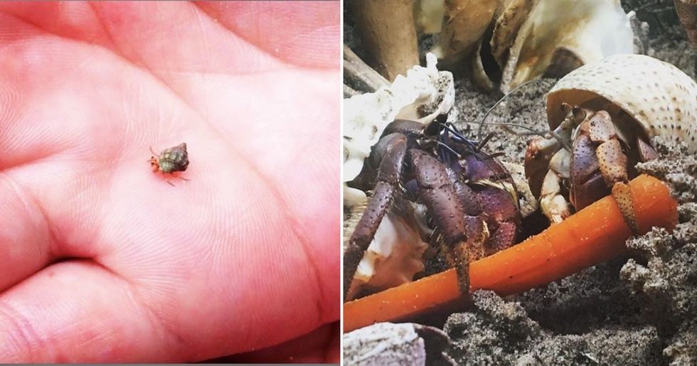 I never imagined becoming a 'hermit crab rescuer,' but every animal  deserves good care - Upworthy
