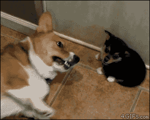 cat slaps farting dog
