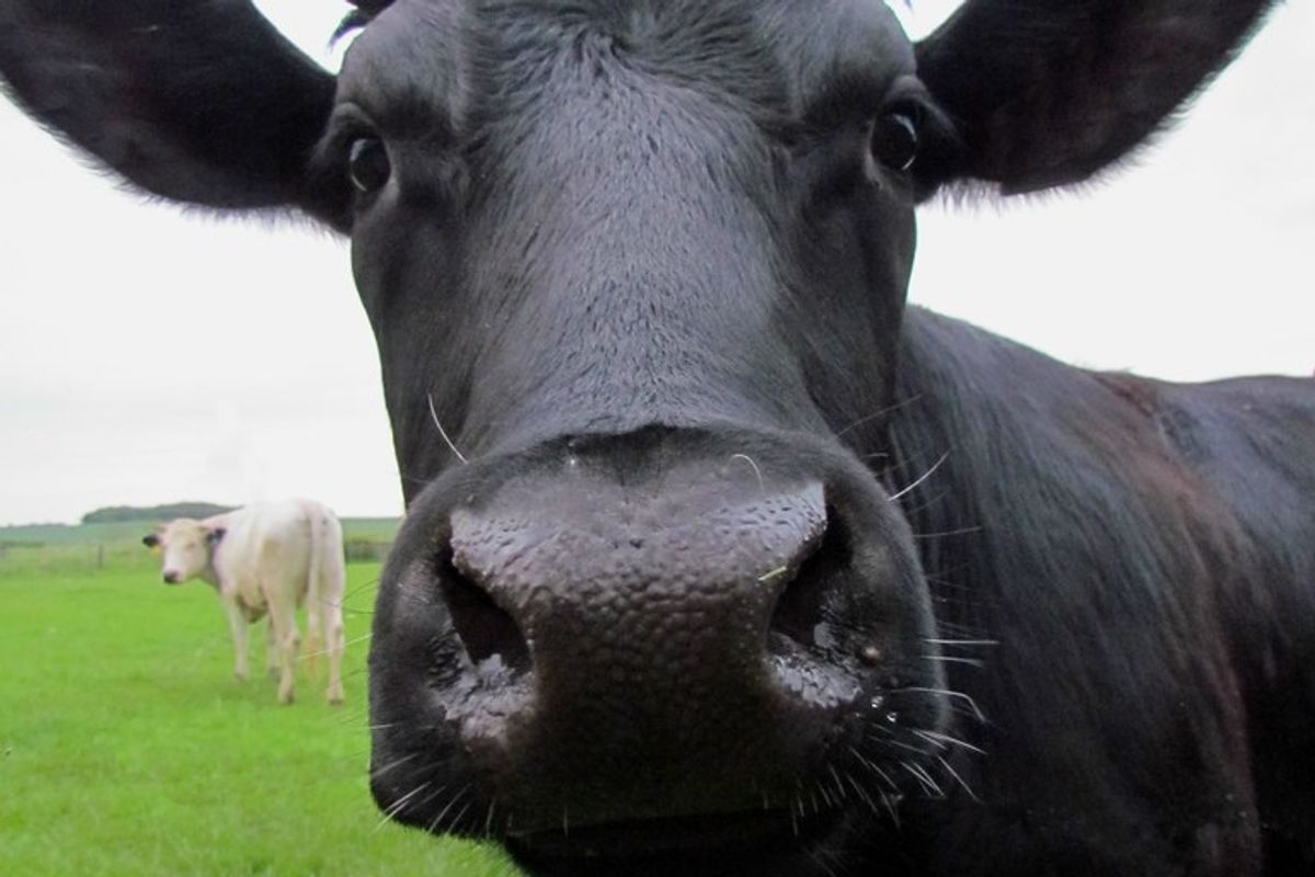 Cows go through puberty, and they're full of emotions, according to new study