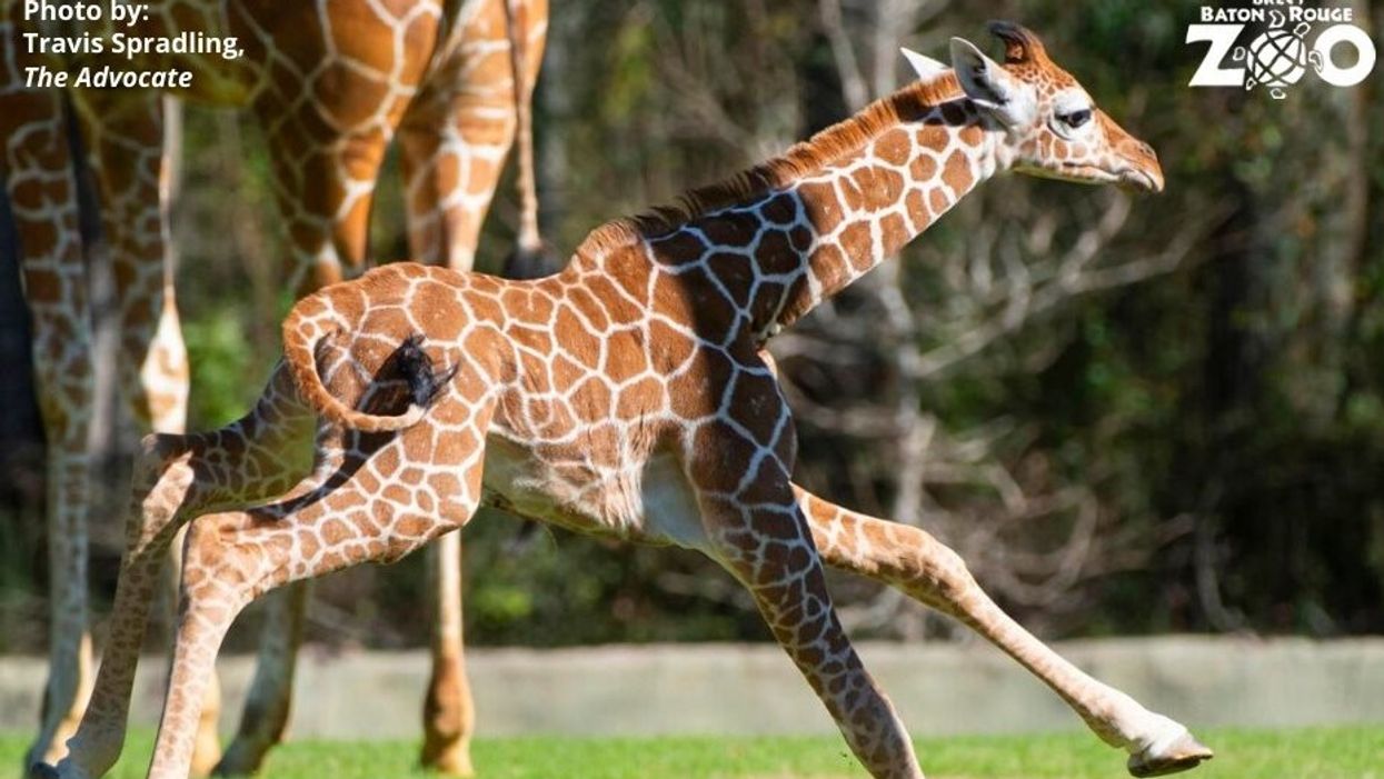Louisiana zoo names baby giraffe 'Burreaux' after LSU quarterback Joe Burrow