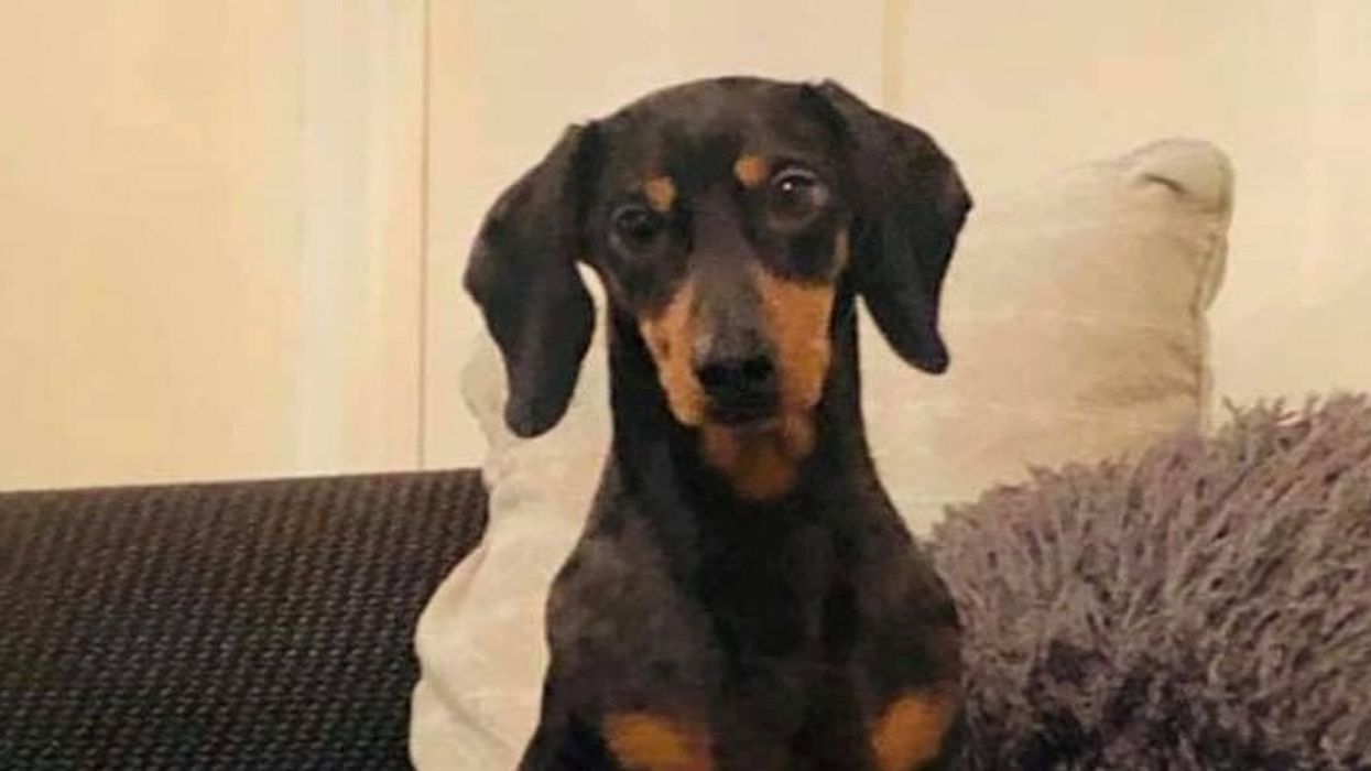 Adventurous Dachshund Gives His Owner A Scare After Jumping On The Bus Alone And Making An 18-Mile Journey To The Sea