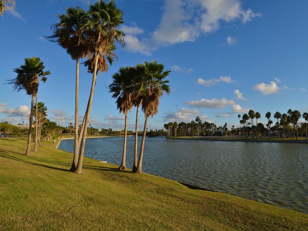 Brownsville Sabal Palms