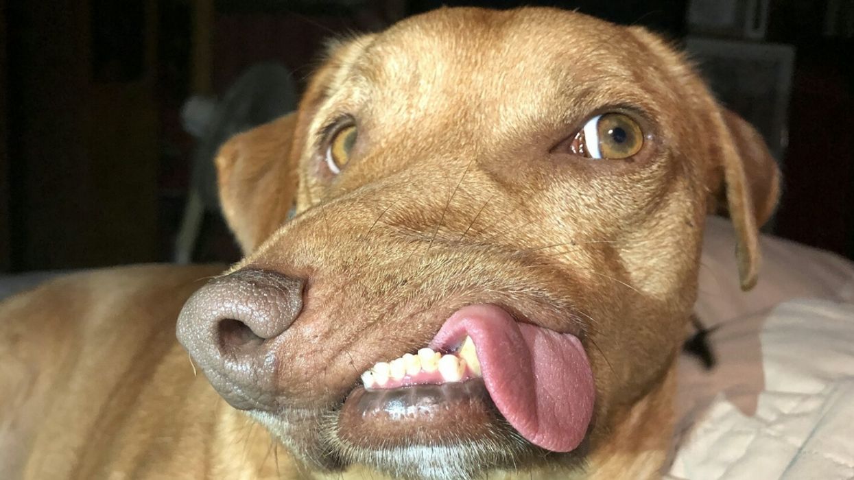 Abandoned Dog With Twisted-Up Face Named Picasso Finally Finds His Forever Home