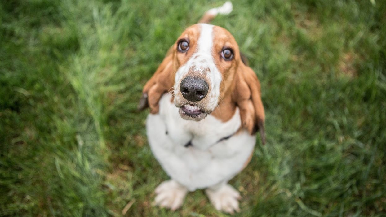 Watch construction crew rescue trapped basset hound from Tennessee River