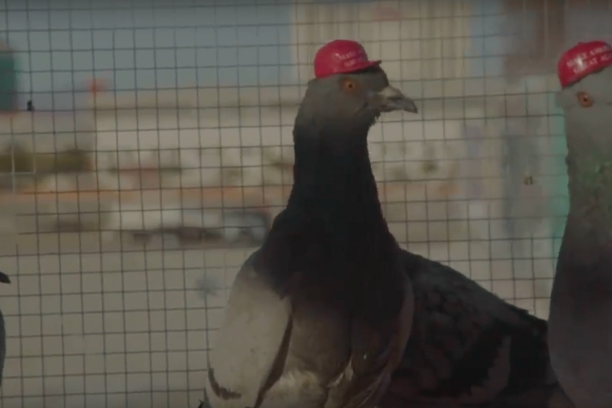 Hot Take: Anonymous Jerks Probably Shouldn't Torture Pigeons For Fun