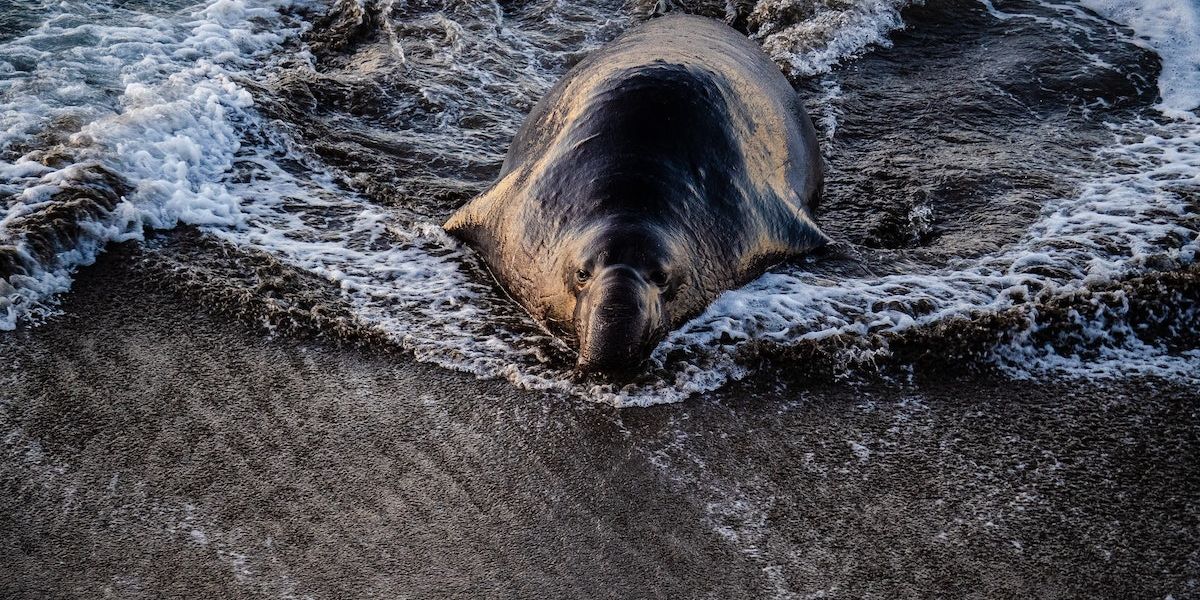 Where To See Winter Wildlife In Northern California 7x7 Bay Area