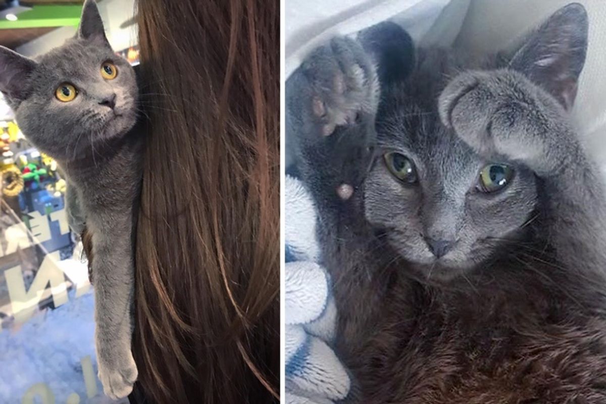 Stray Kitten Walks Up to Family's Home and Meows for Help