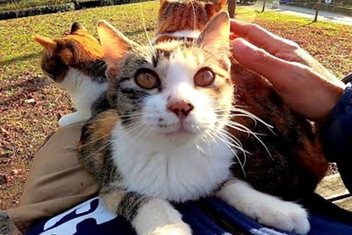 Guy pets one kitty then is swarmed by cats fighting over his lap