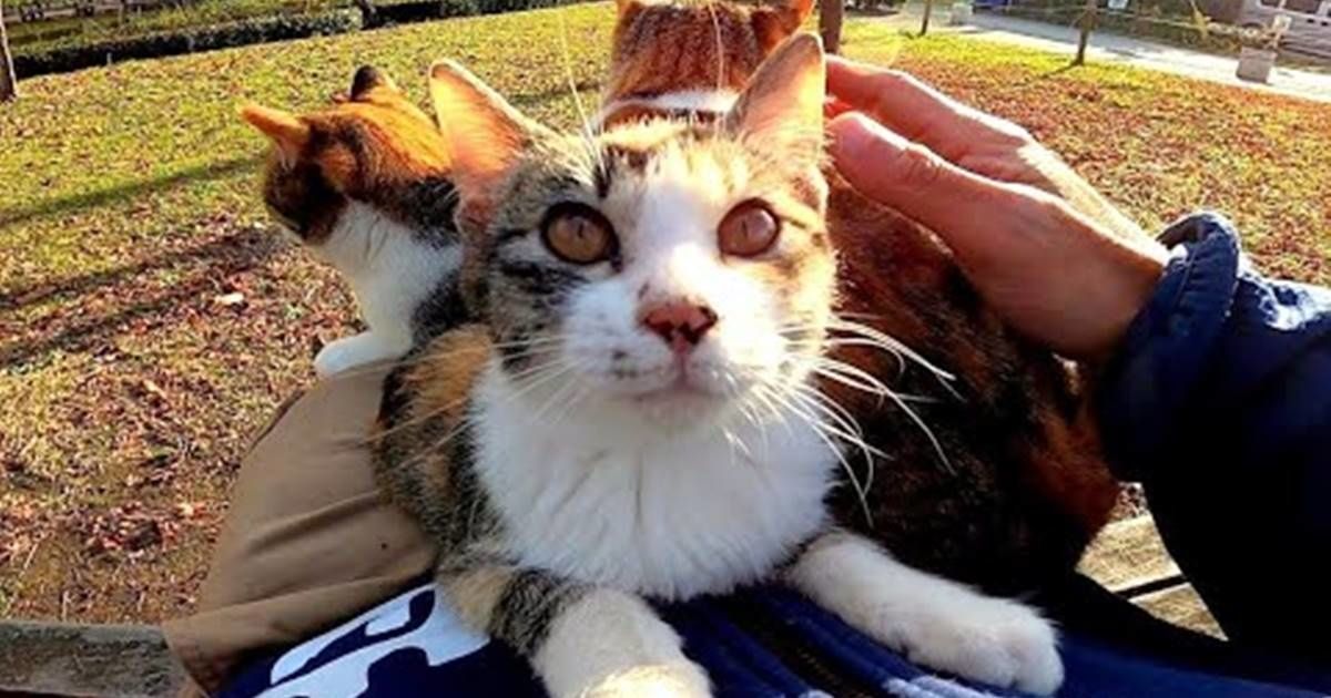 Guy pets one kitty then is swarmed by cats fighting over his lap