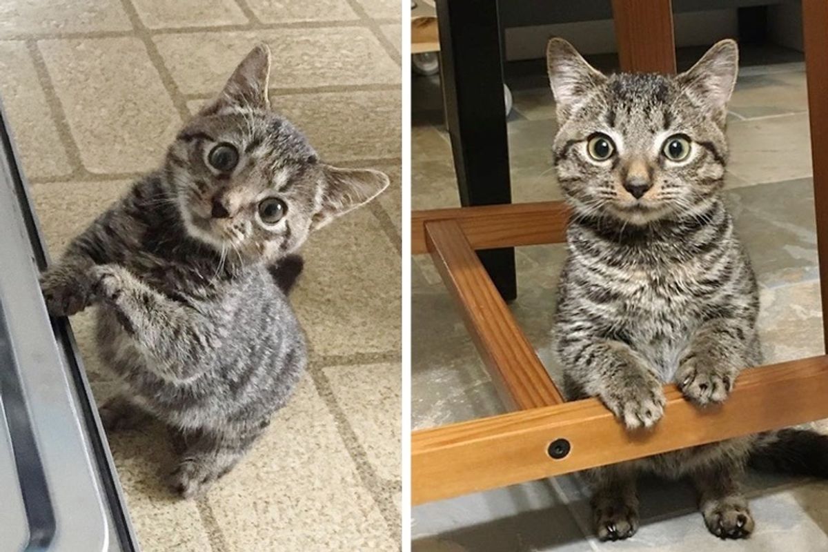 Kitten Half the Size for His Age is So Happy to Be Rescued