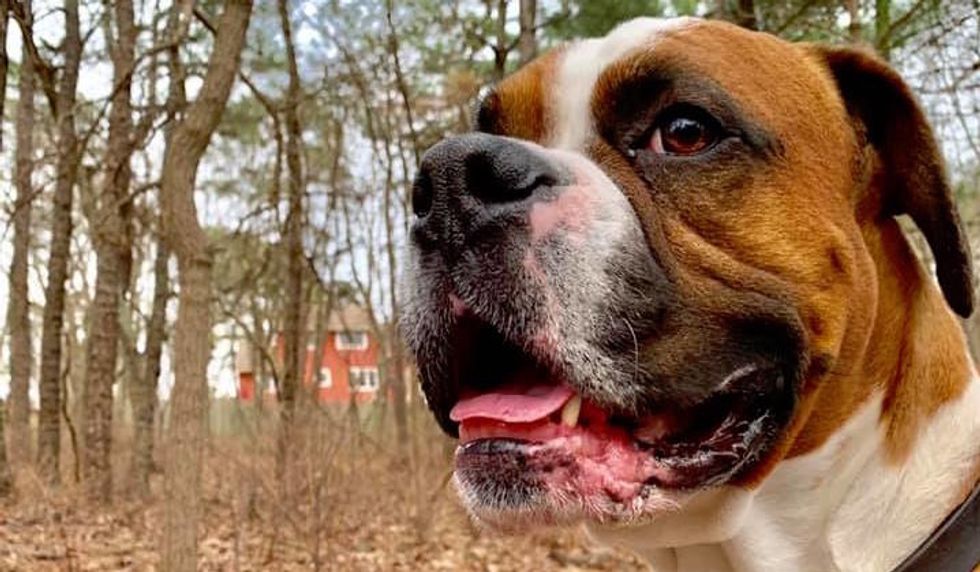 Meet My Dog: Parker, A Fancy Fawn Boxer Who Lives In South Jersey