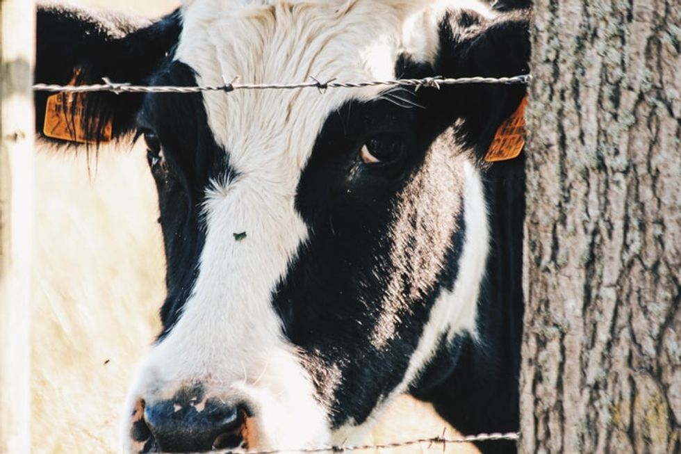 An imprisoned dairy cow
