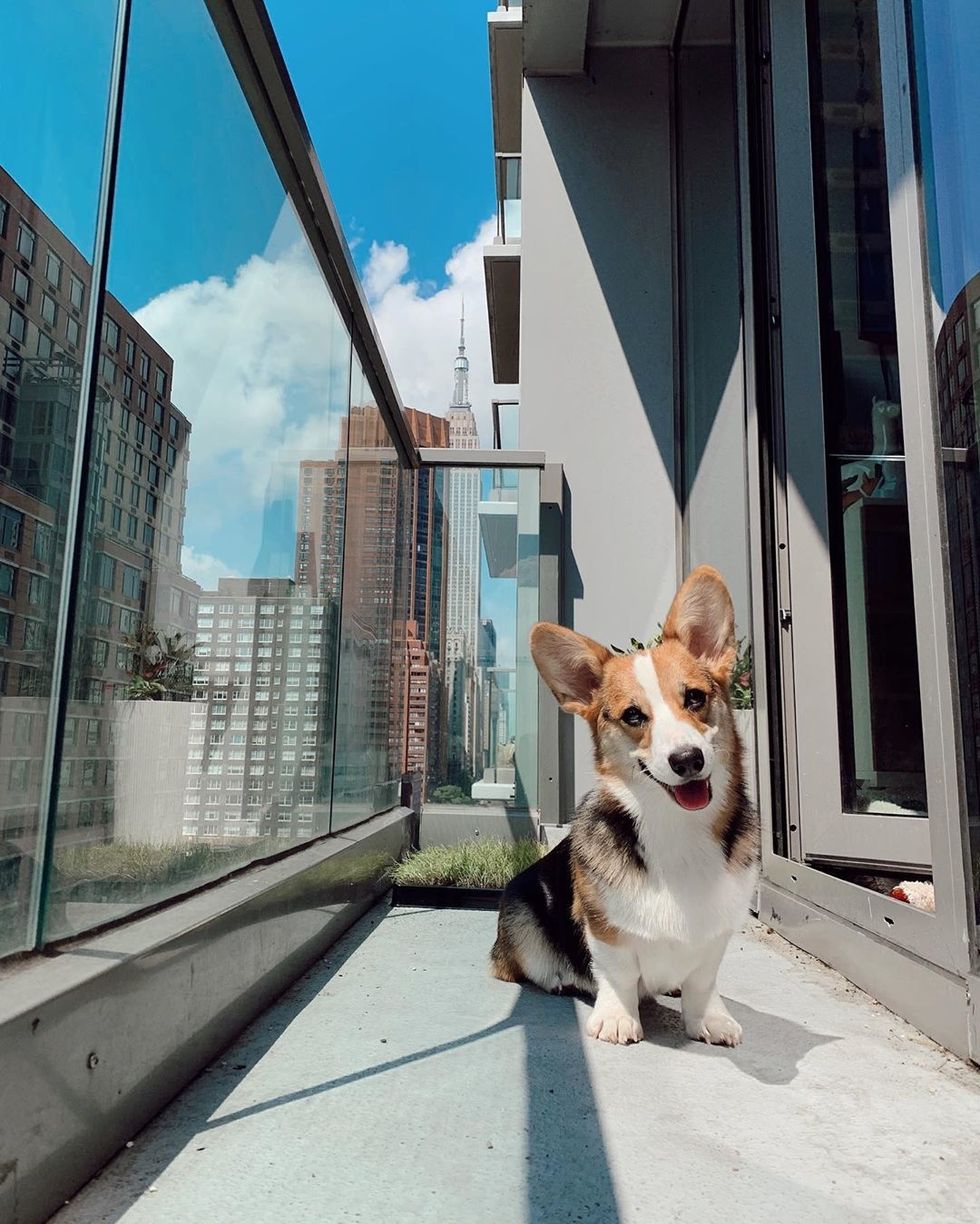 Meet My Dog: Quinci, A Corgi Who Lives In New York City