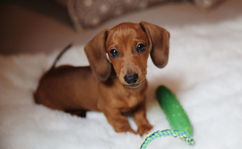 Meet My Dog: Dill, A Miniature Dachshund Who Lives In New York City
