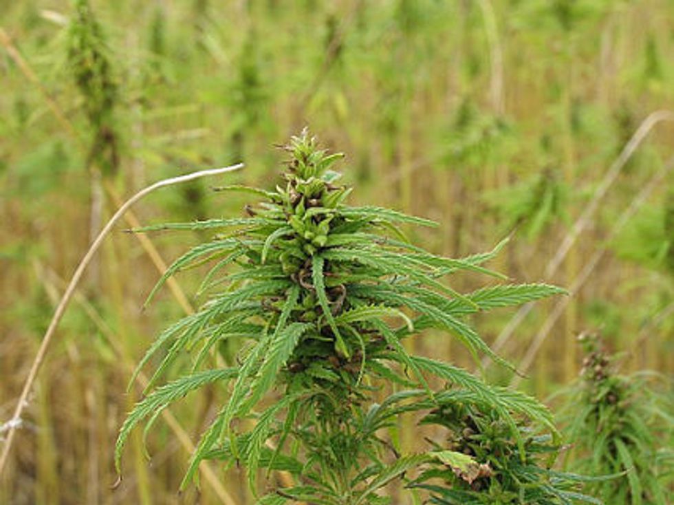 A Common-Sense Crop For America’s Common Good