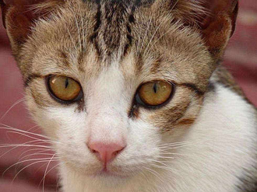 Is Your Cat A Cold-Blooded Killer?