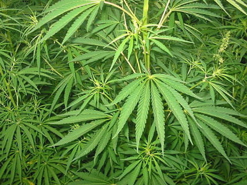 Drug War Relic Forces Marijuana Dispensaries To Pay Up To 75 Percent Tax
