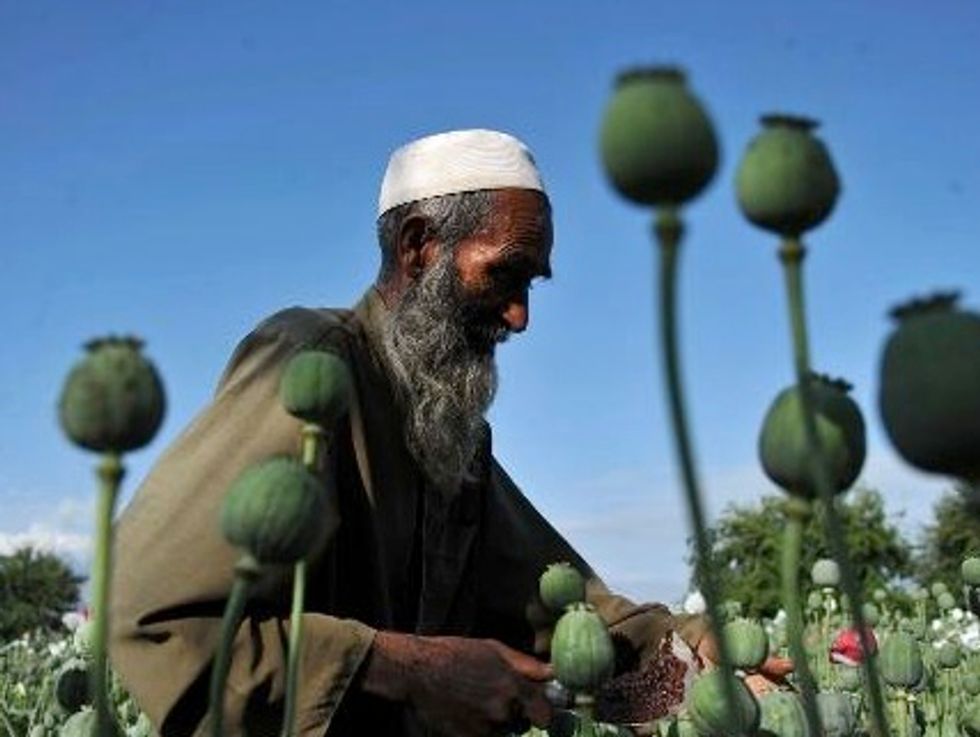 Afghan Opium Cultivation Hits Record High In 2013
