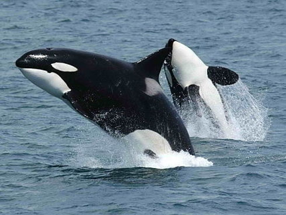 Misery Of Captive Whales Portrayed In <em>Blackfish</em>