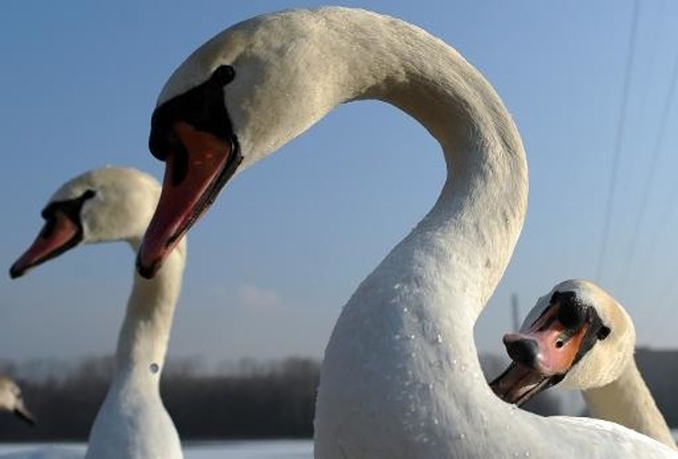 New York Declares War On Swans