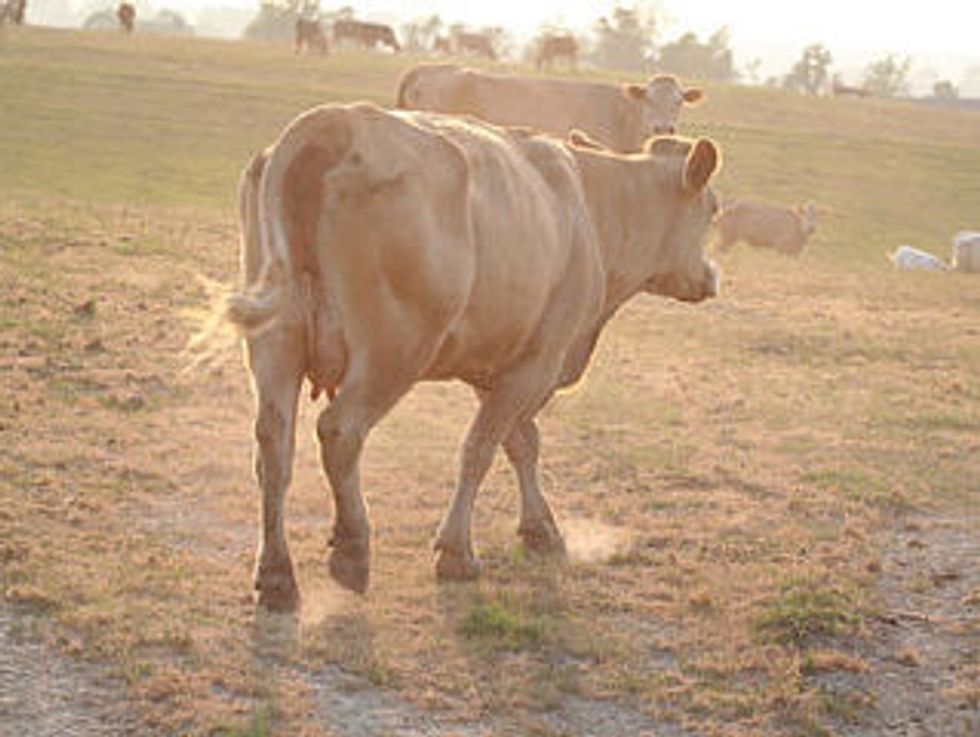 Grass-Fed Beef Gains A Following, If Not A Definition