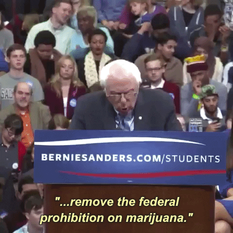 politics and marijuana