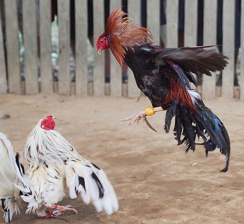 Kentucky Cockfighting Enthusiasts Jab Mitch McConnell