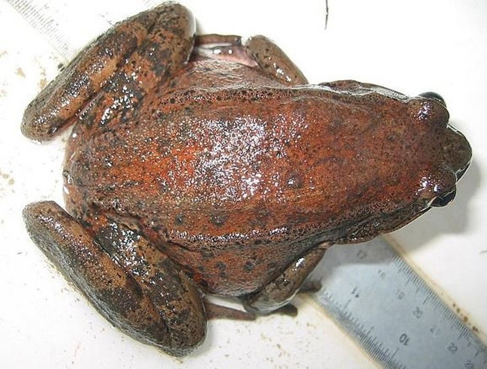 Biologists Move 500 Red-Legged Frog Eggs To Mountain Wetlands