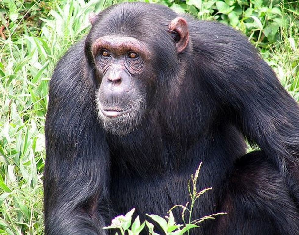 Woman Who Was Mauled By Chimp Seeks OK To Sue Connecticut