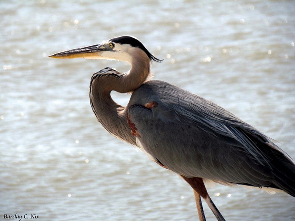 Barge Spills Oil Near Texas Wildlife Sanctuary