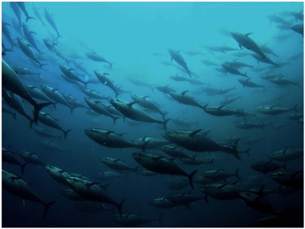 Oil Spilled In Gulf Of Mexico Causes Heart Problems In Developing Tuna