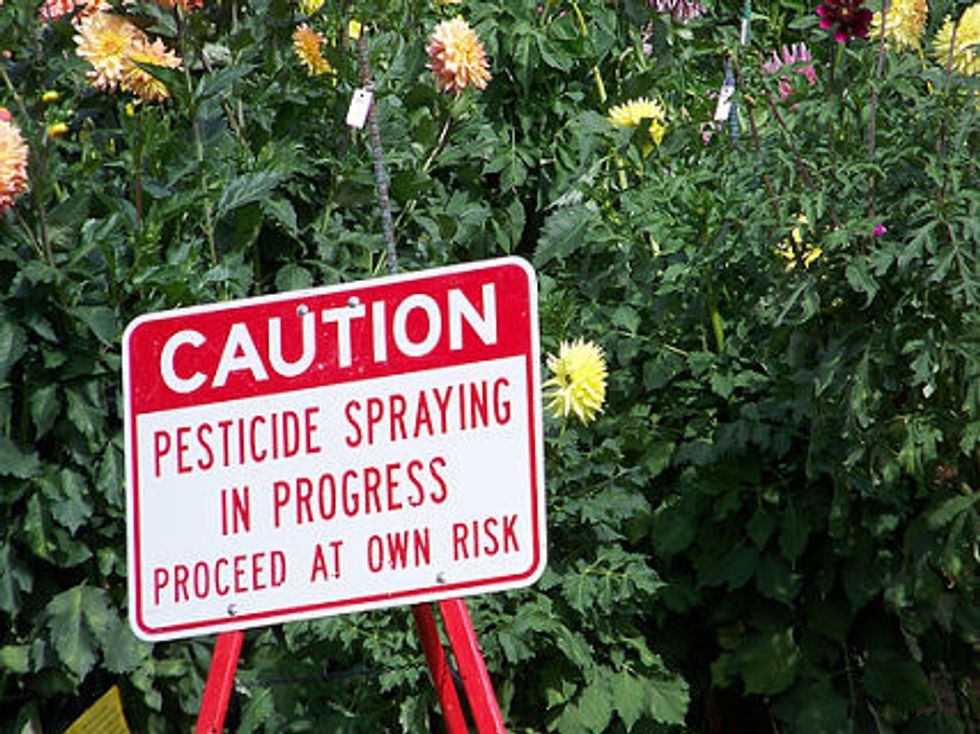 Environmental Group Says Pesticides Hurt Bees And Don’t Help Farmers