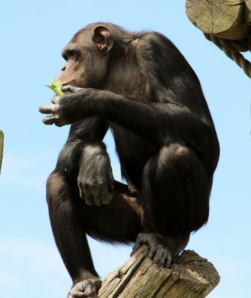 Seven Chimpanzees Use Ingenuity To Escape Their Enclosure At The Kansas City Zoo