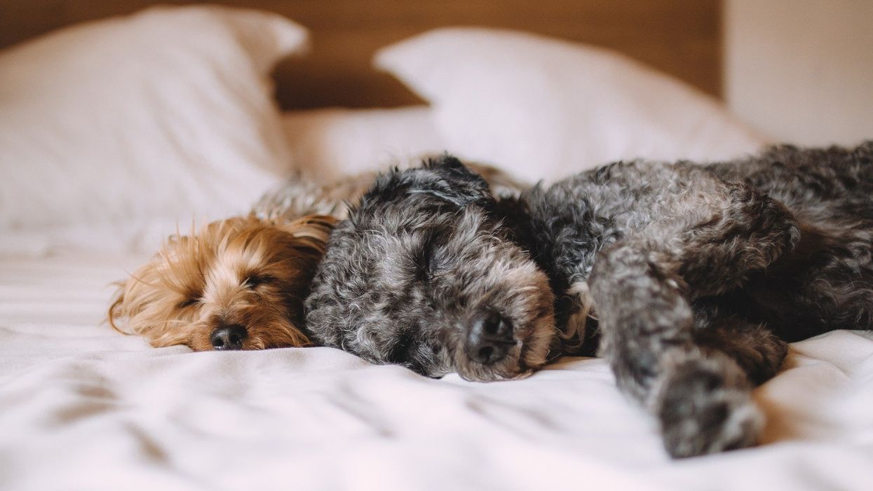 This Mississippi hotel will let you foster a dog during your stay