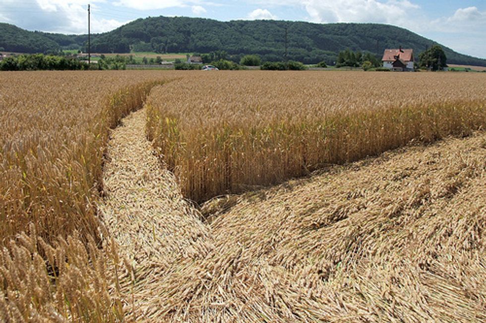 Rising Carbon Dioxide Levels Affect Nutrients In Crops, Study Says