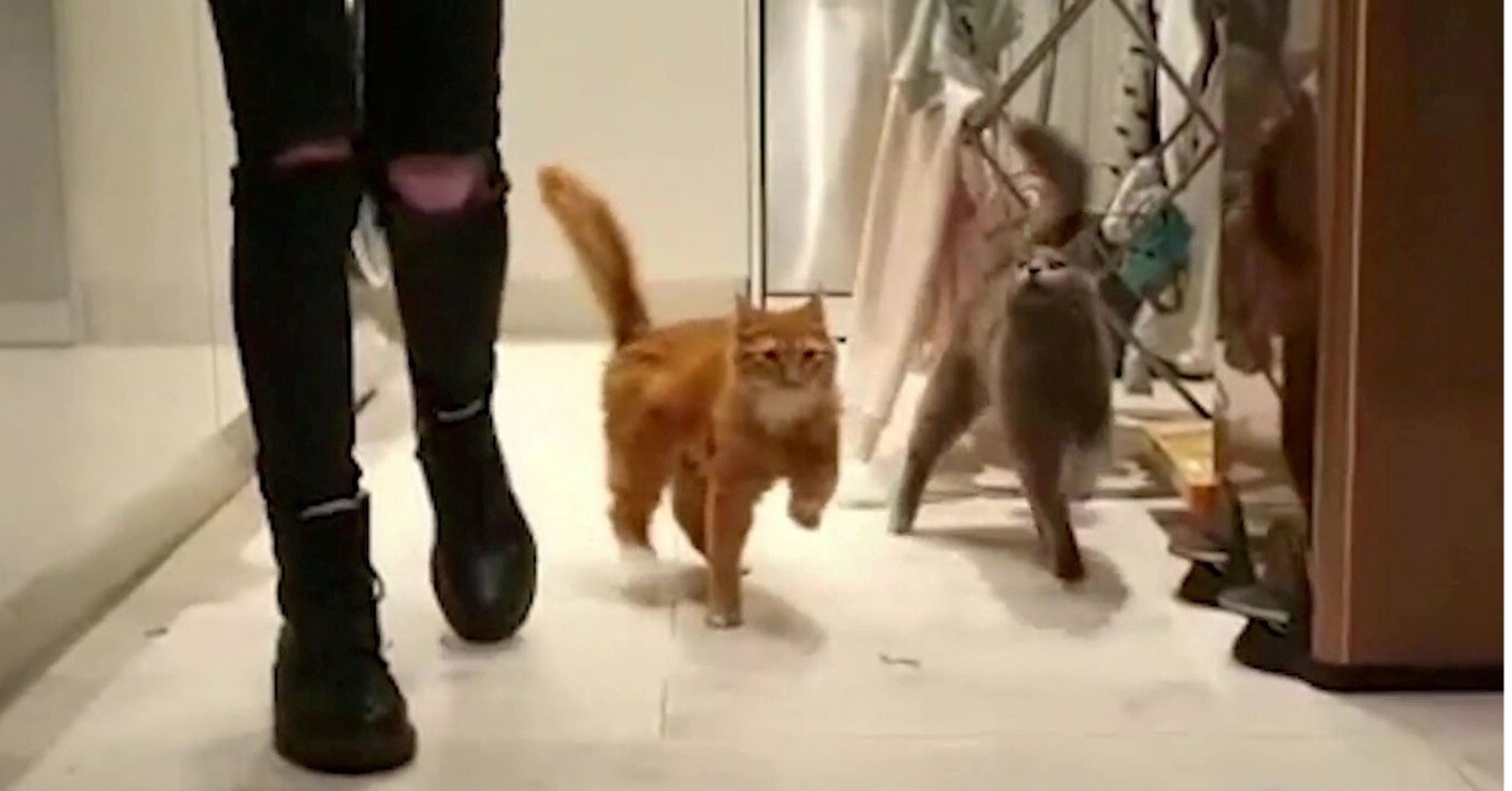 Pair Of Adorable Cats Both Suffer From Rare Condition That Causes Them To Constantly Wobble