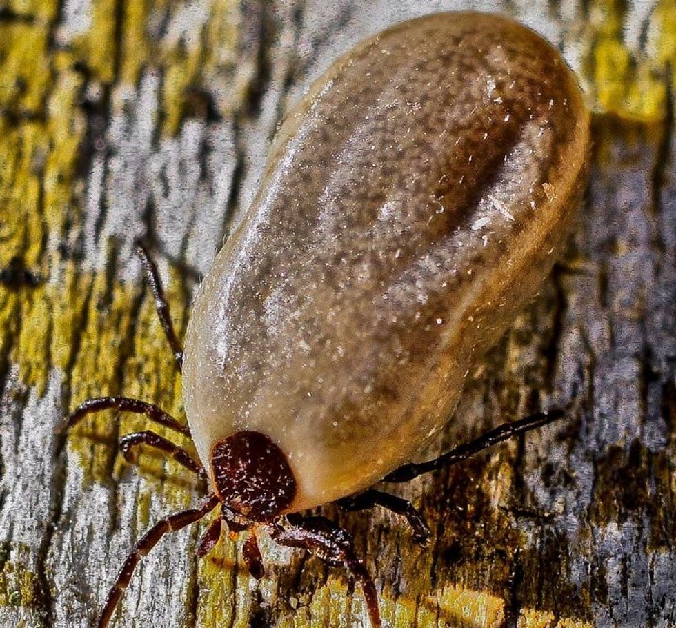 Ticks May Have Carried Lyme Disease For More Than 15 Million Years