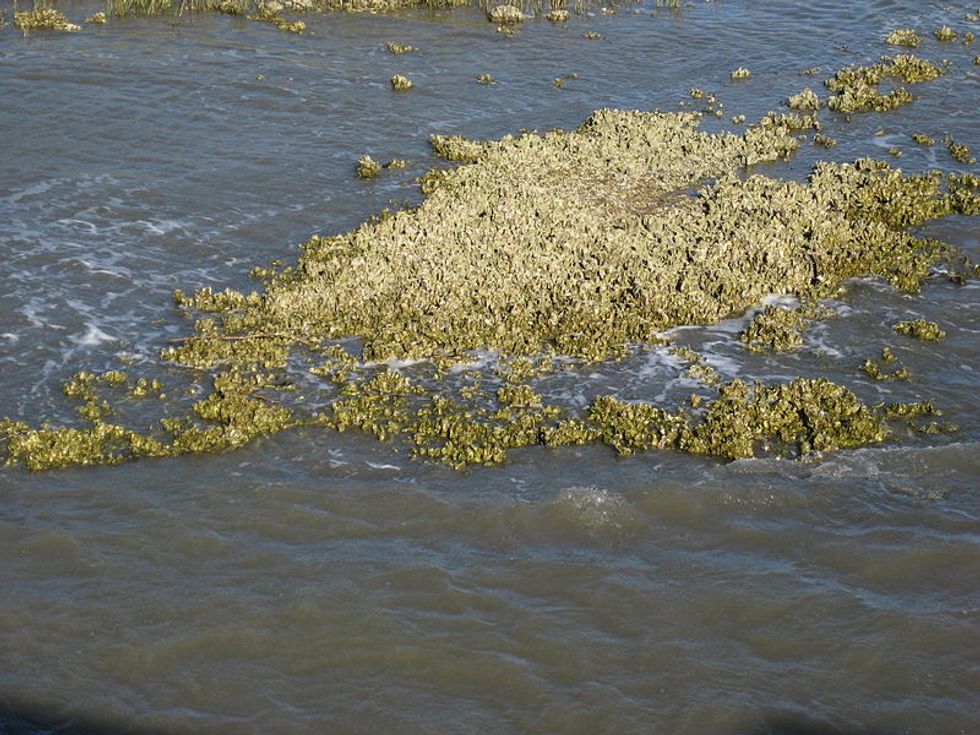 N.C. Scientists Find That Oyster Reefs Can Grow Faster Than Sea-Level Rise