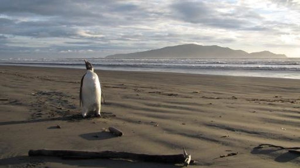 Emperor Penguins Waddling To Extinction: Climate Study