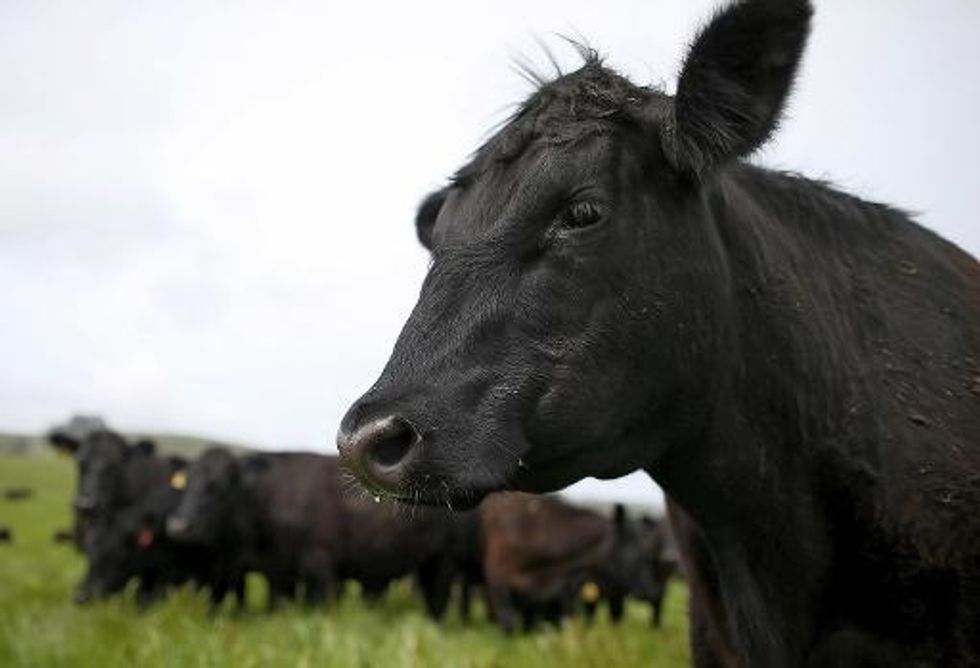 Beef’s Environmental Costs Far Outweigh Poultry, Pork