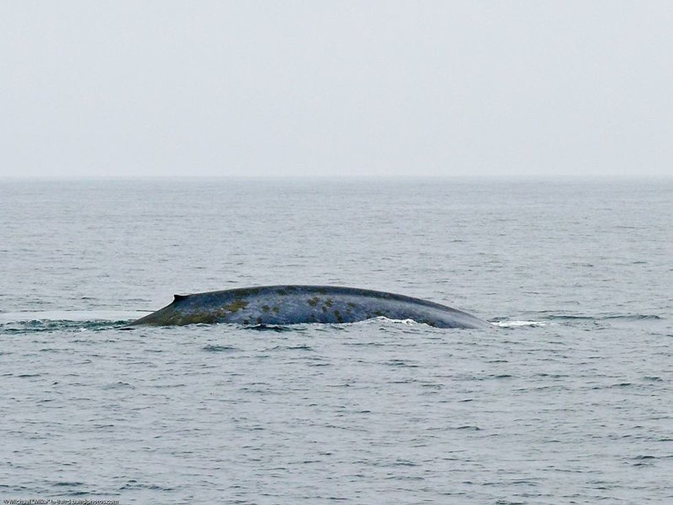 Ships And Blue Whales On A Collision Course Off California Coast