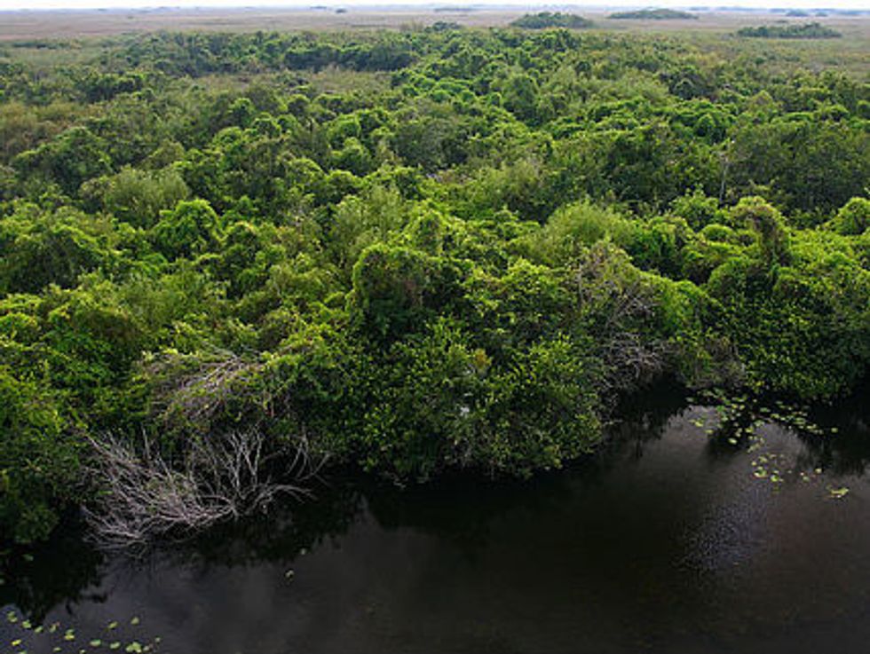 Oil Driller In Everglades Forced Out Of Florida