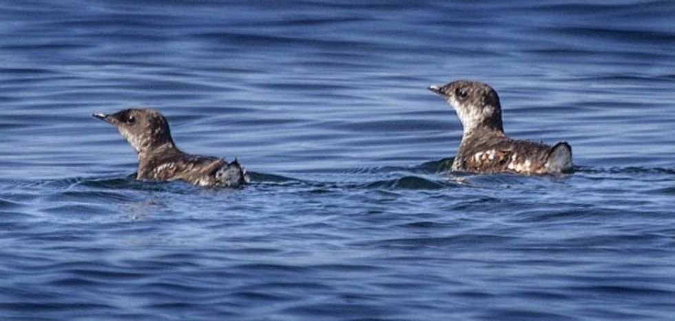 Once-Common Marine Birds Disappearing From Pacific Northwest Coast