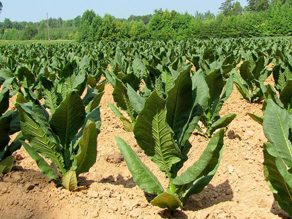 How Kentucky Tobacco Grew A Possible Miracle Drug For Ebola Problem