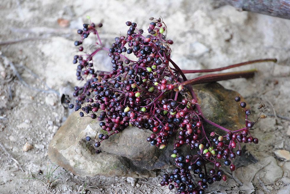 The World’s Most Dangerous Food