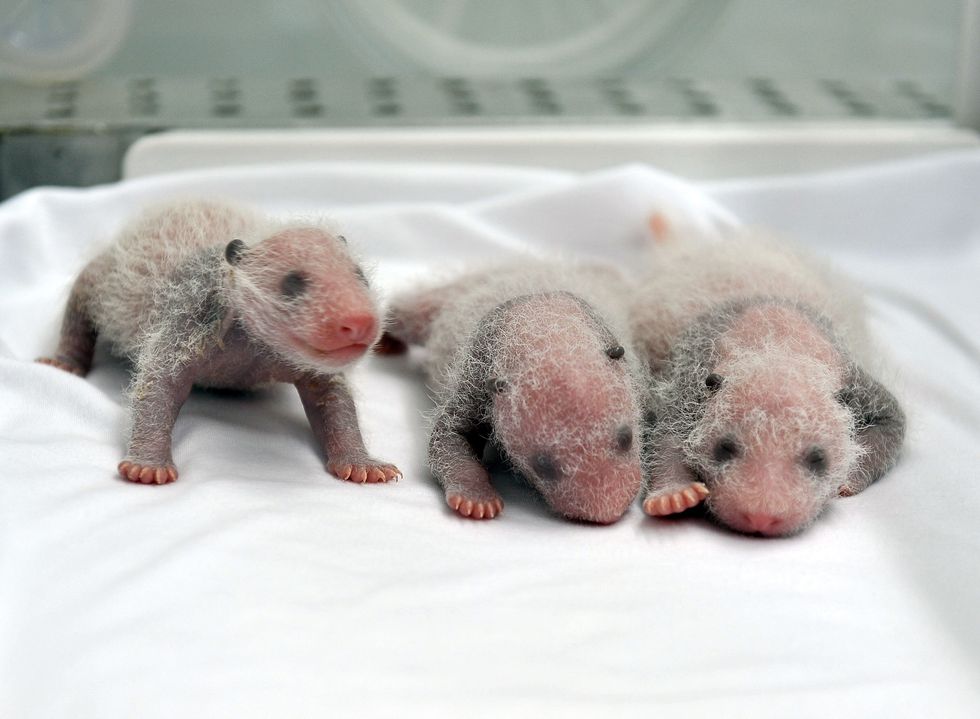 Panda Triplets Born In China; 2-Week-Old Trio Called Extremely Rare